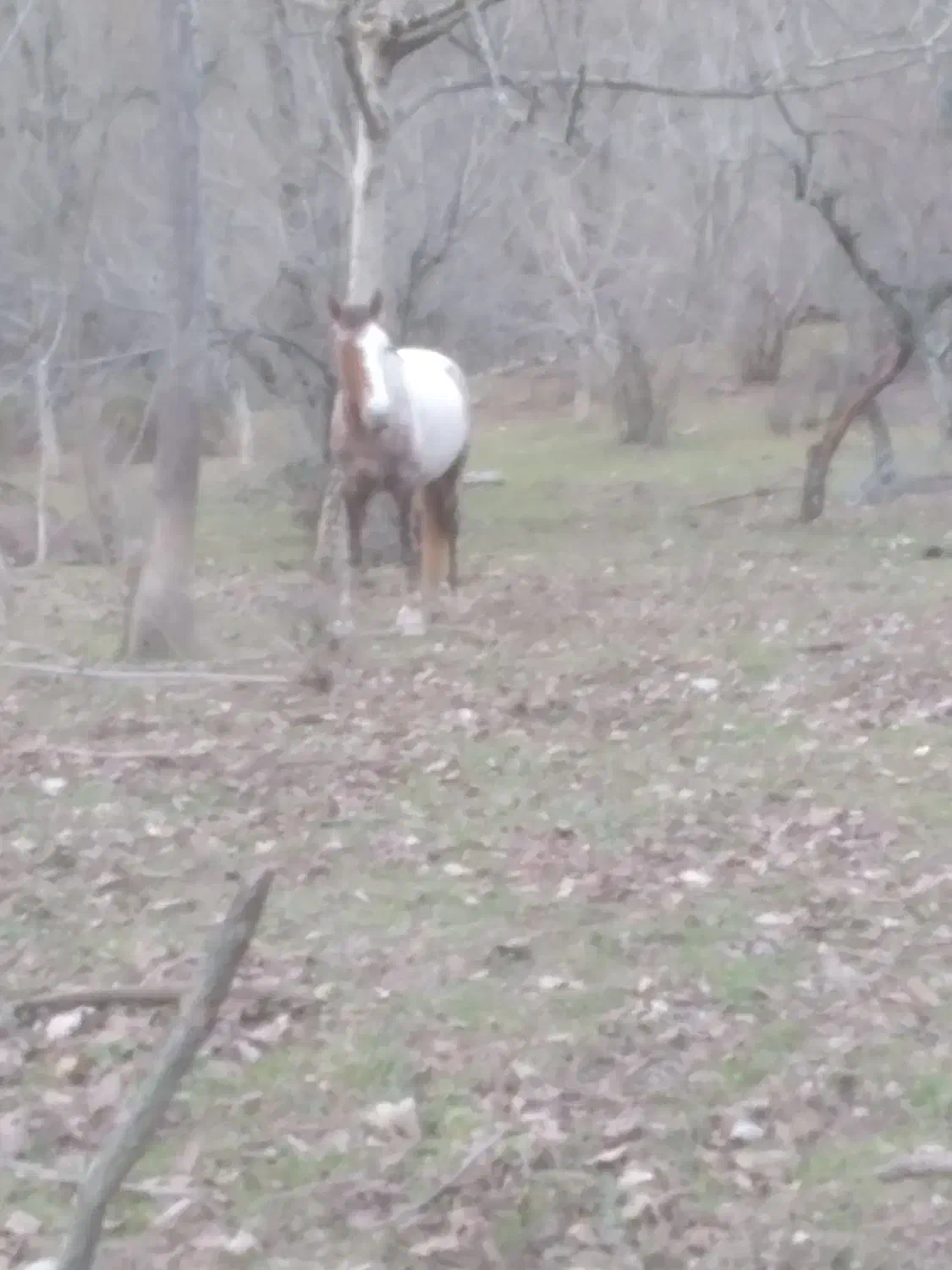 اسب نریان|اسب و تجهیزات اسب‌سواری|گرگان, |دیوار
