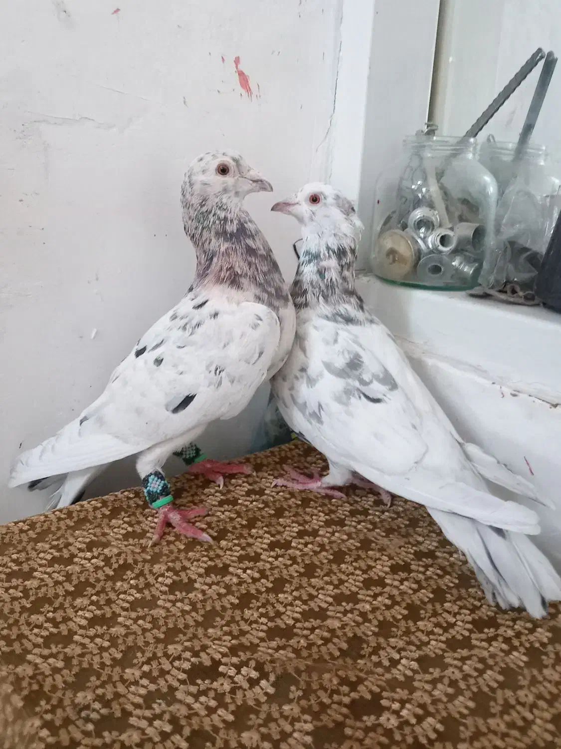 کبوتر|پرنده|سبزوار, قلعه‌نو دهزار|دیوار