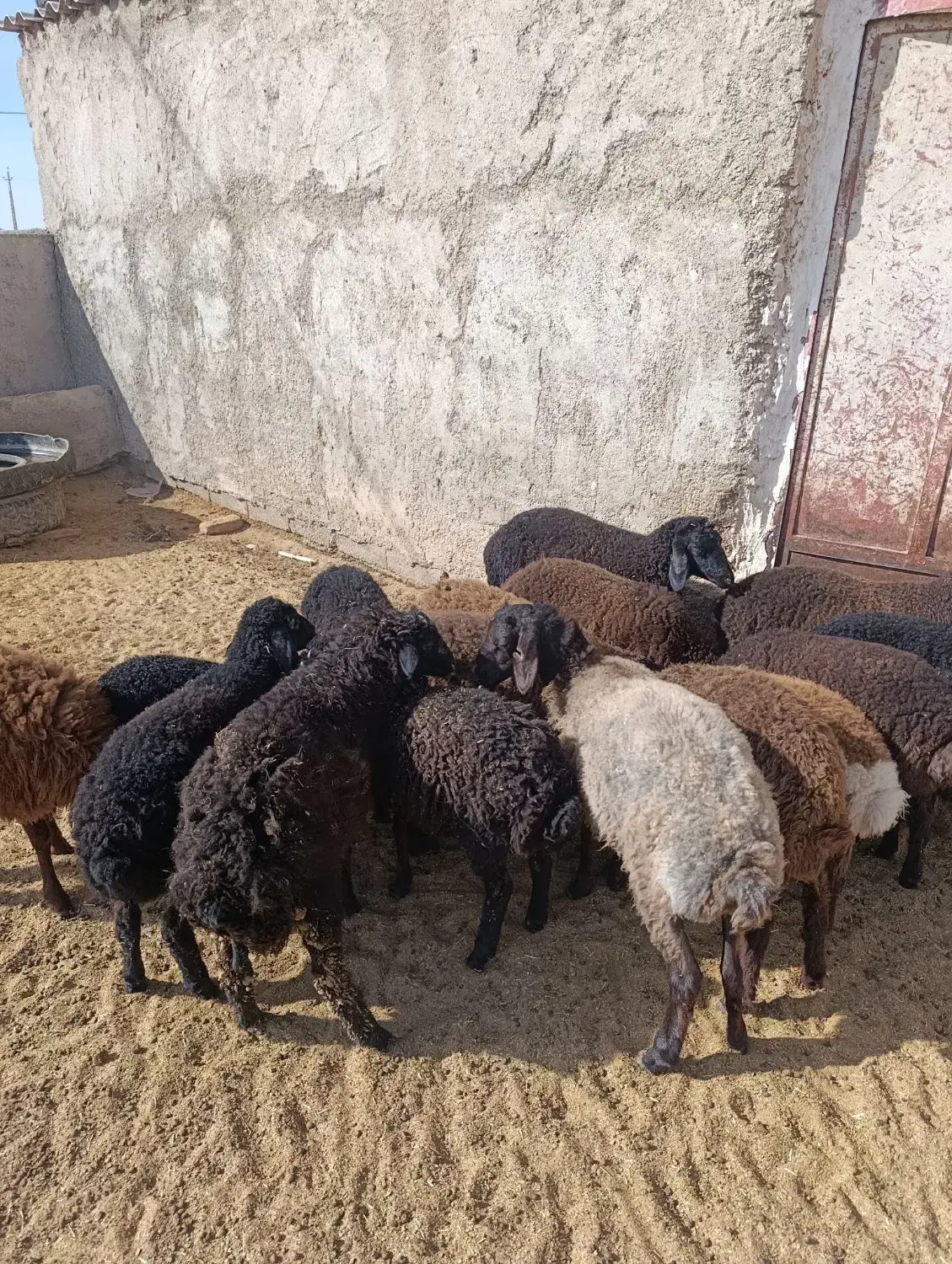 بره|حیوانات مزرعه|زاویه, |دیوار