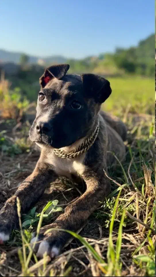 پیت بول ماده اصیل رنگ کمیاب|سگ|شیرگاه, |دیوار