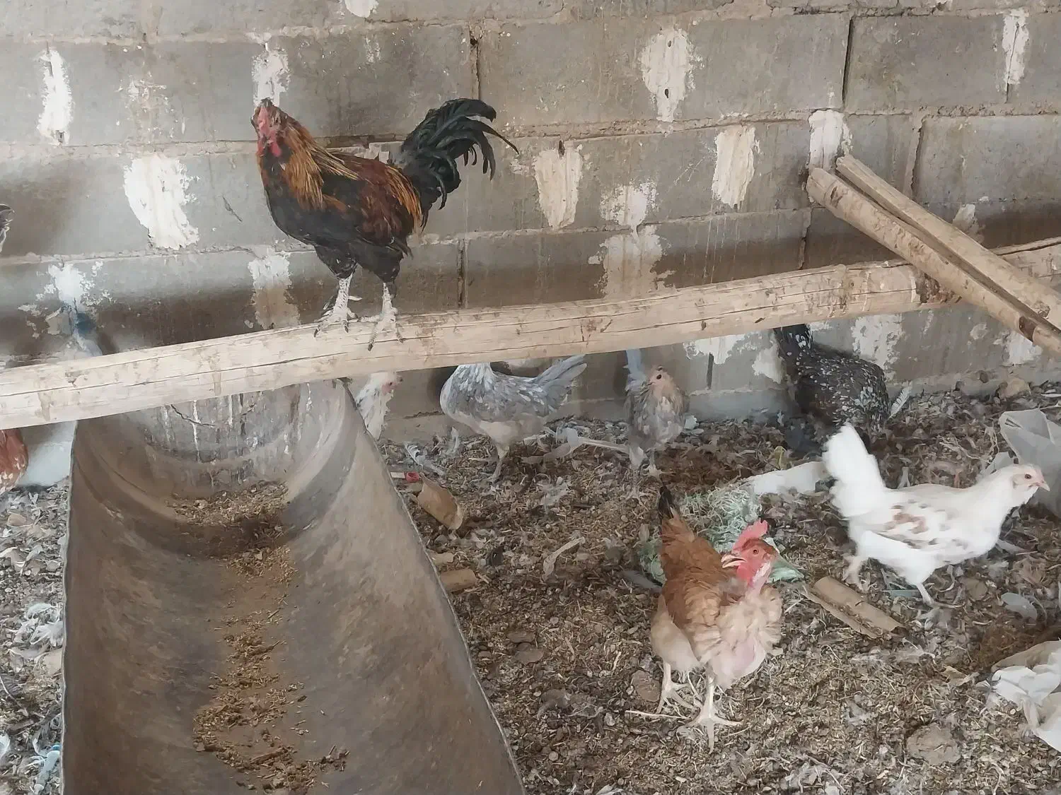 تخم نطفه دار برهما و گلین|حیوانات مزرعه|شهرضا, |دیوار