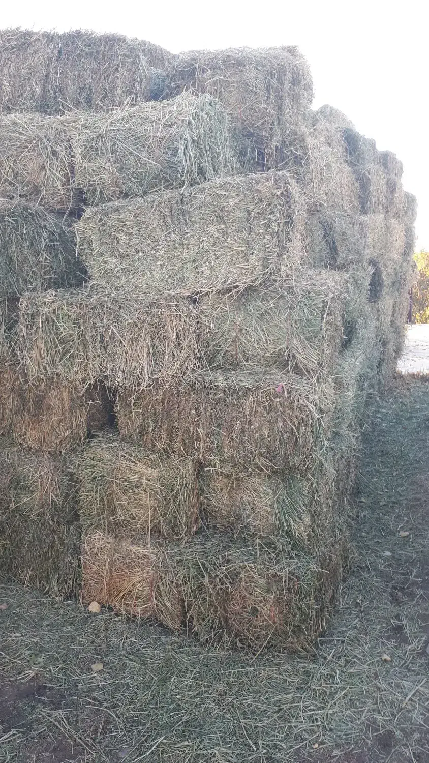 یونجه پرس شده|لوازم جانبی حیوانات|زنجان, |دیوار