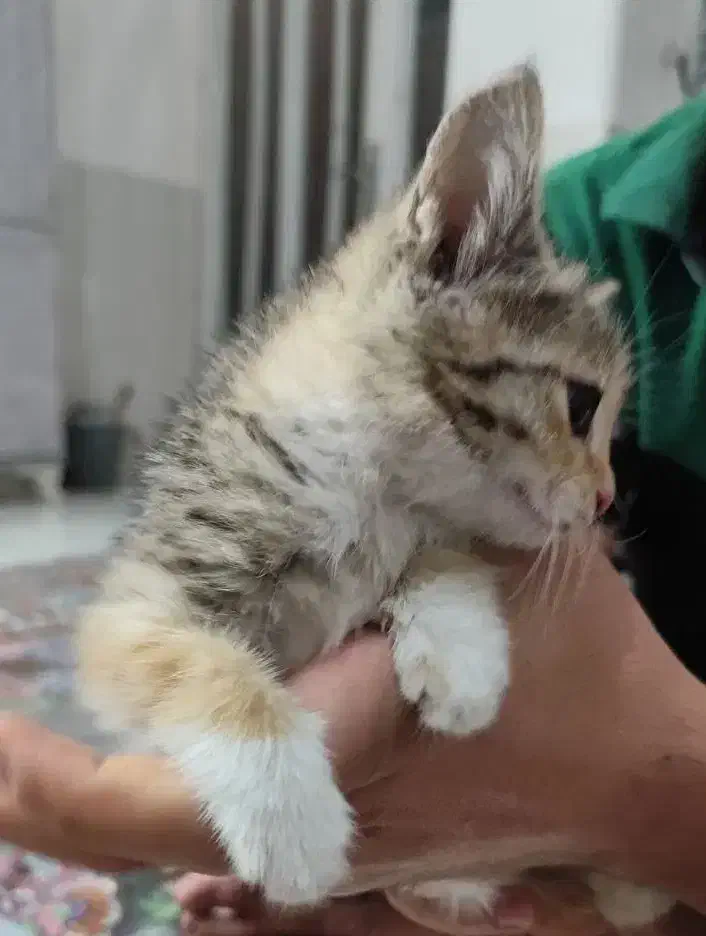 واگذاری گربه|گربه|کرمان, |دیوار