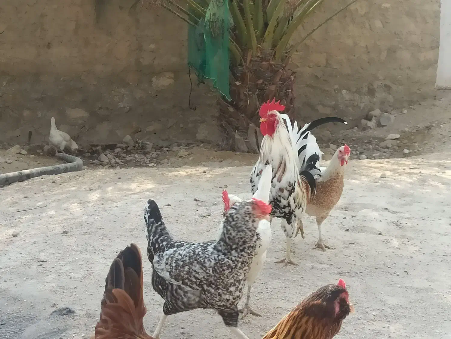 15عدد تخم مرغ برای جوجه کشی موجود دارم|حیوانات مزرعه|لامرد, |دیوار