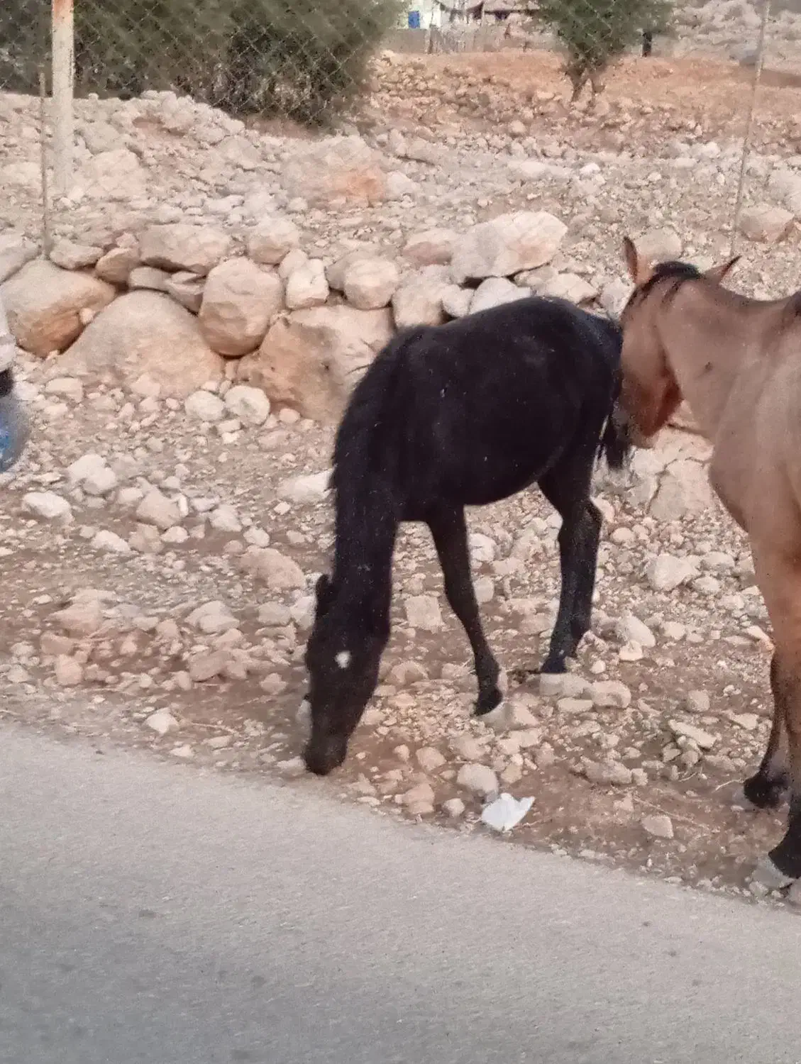 مادیون|اسب و تجهیزات اسب‌سواری|کوهمره, |دیوار