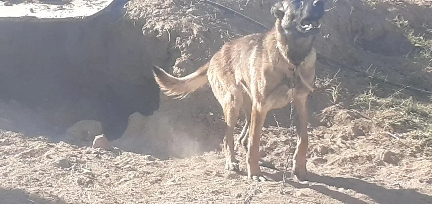 سگ ژرمن مواد مخدر|سگ|زنجان, |دیوار