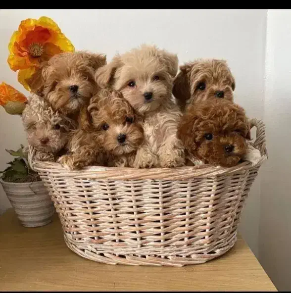 پودل رد دارک 65روزه ردلایت مایل به رد|سگ|مشهد, وکیل‌آباد|دیوار