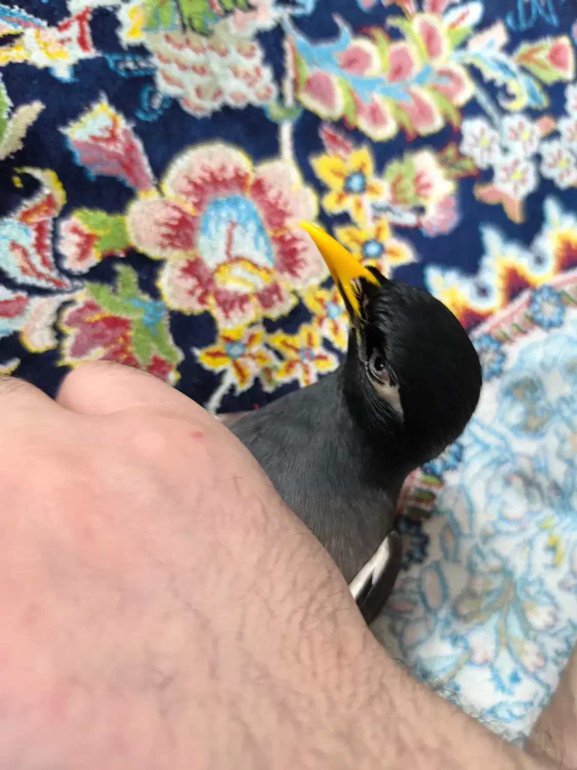 مرغ مینا|پرنده|تهران, آذری|دیوار