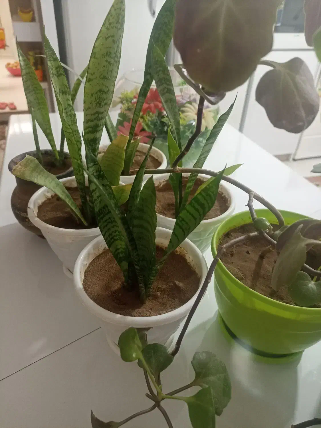 قلمه پتوس|گل و گیاه طبیعی|کرمان, |دیوار