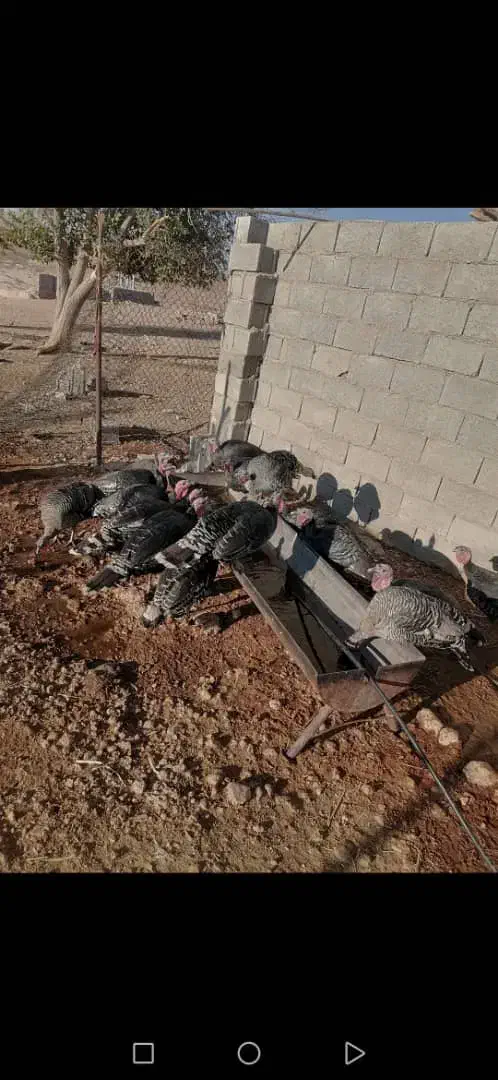 بلقمو نر|حیوانات مزرعه|داراب, |دیوار