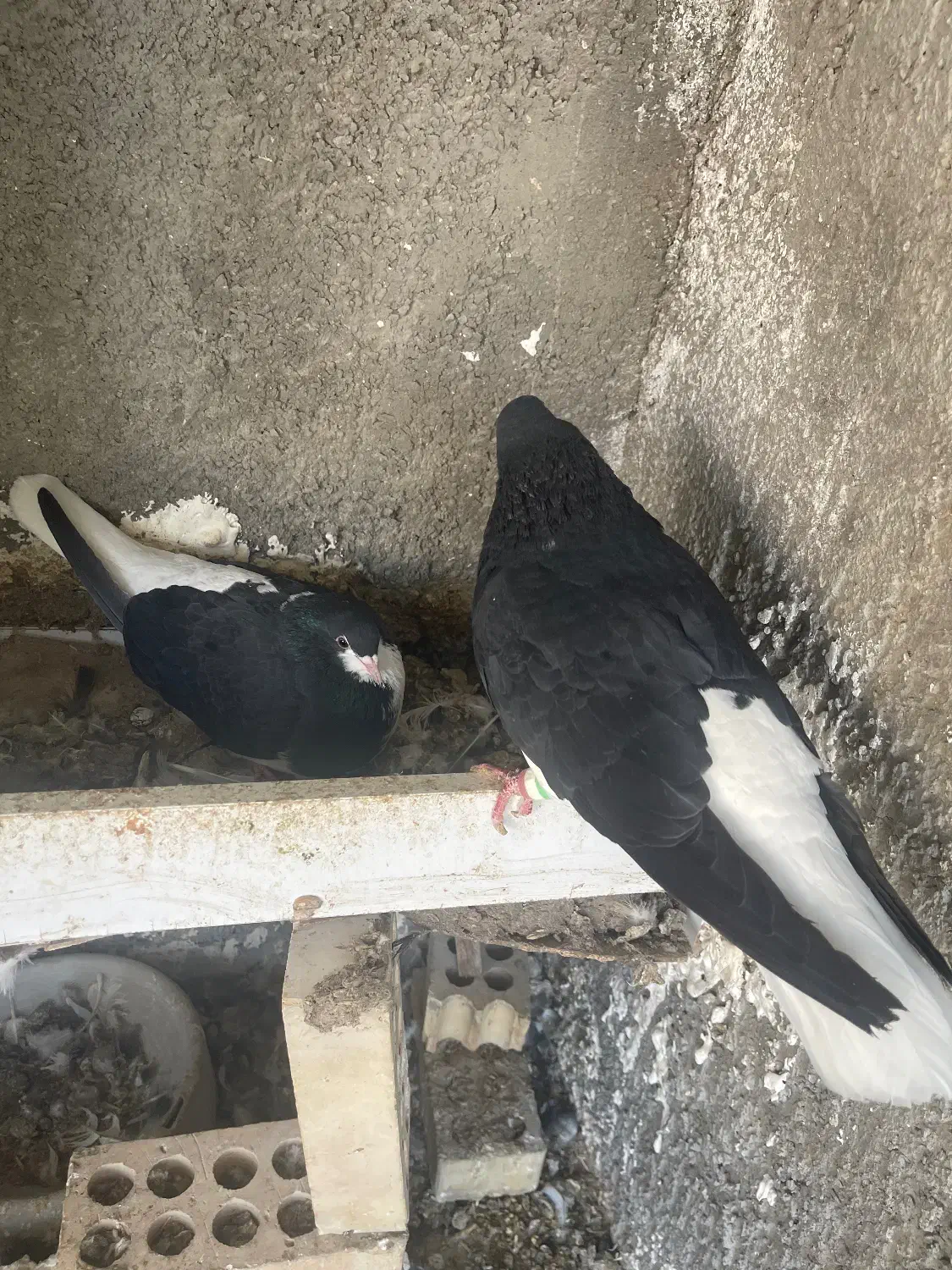 شیرازی|پرنده|شاهینشهر, حافظ جنوبی|دیوار