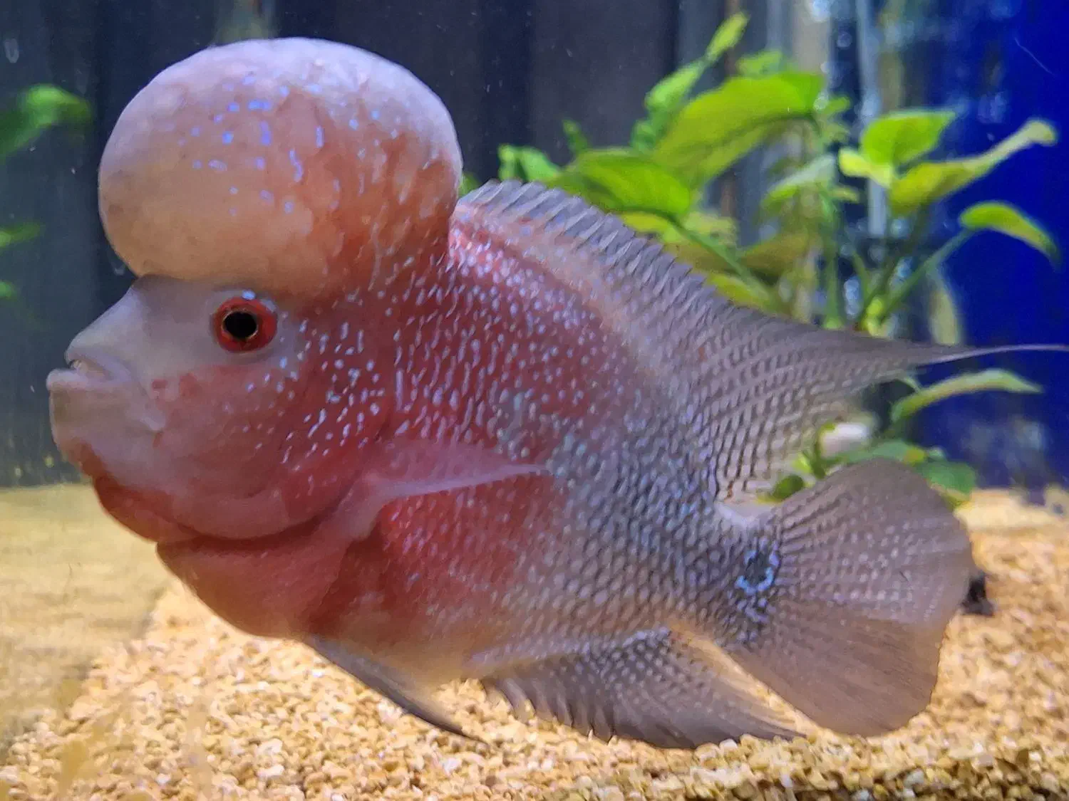 ماهی فلاورن هورن +غذا اوشن فری|ماهی|شیراز, سهل‌آباد|دیوار