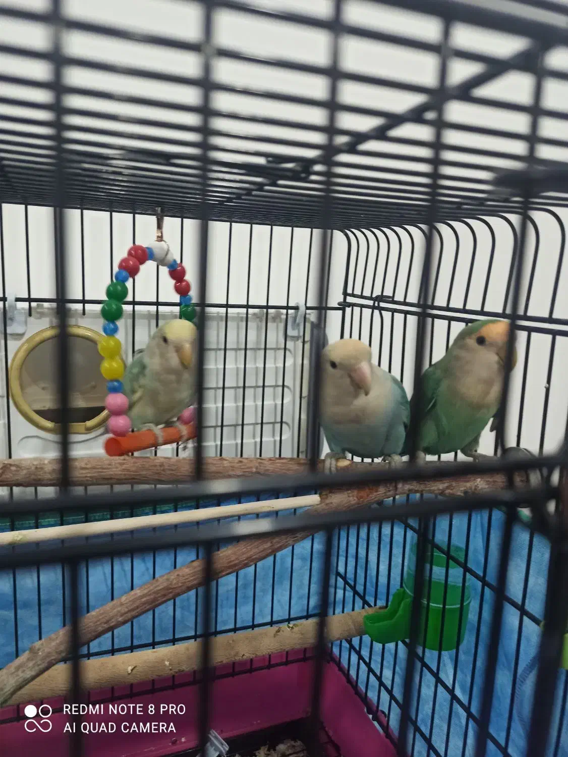 سه عدد طوطی برزیلی بالغ مولد|پرنده|کرمانشاه, |دیوار