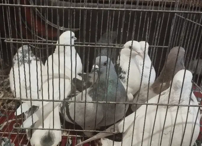 کفتر سرحال فروشی|پرنده|شاهرود, |دیوار