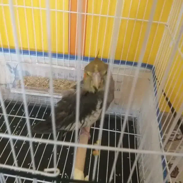 عروس هلندی سخنگو|پرنده|کاشان, فاز ۲ ناجی آباد|دیوار