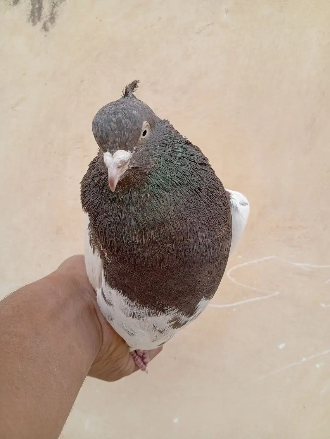 کله ای قهوه ای نر|پرنده|باغ بهادران, |دیوار