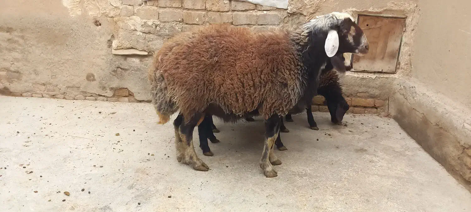 بره نر وماده|حیوانات مزرعه|فامنین, |دیوار