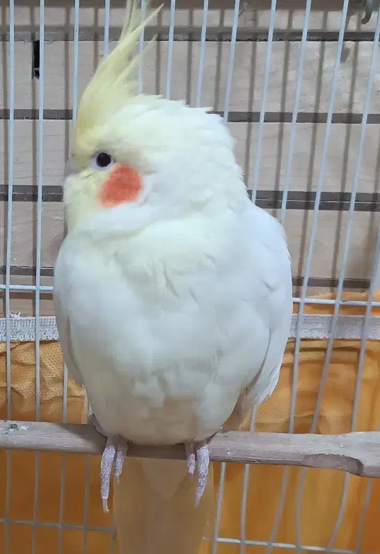 عروس هلندی لوتینو|پرنده|فردیس, فردیس|دیوار