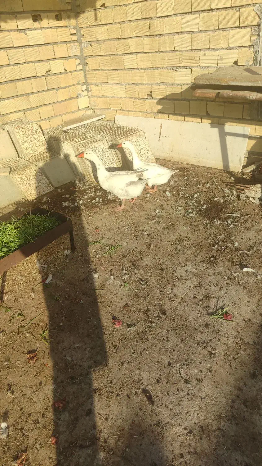 غاز|حیوانات مزرعه|بندر ماهشهر, |دیوار