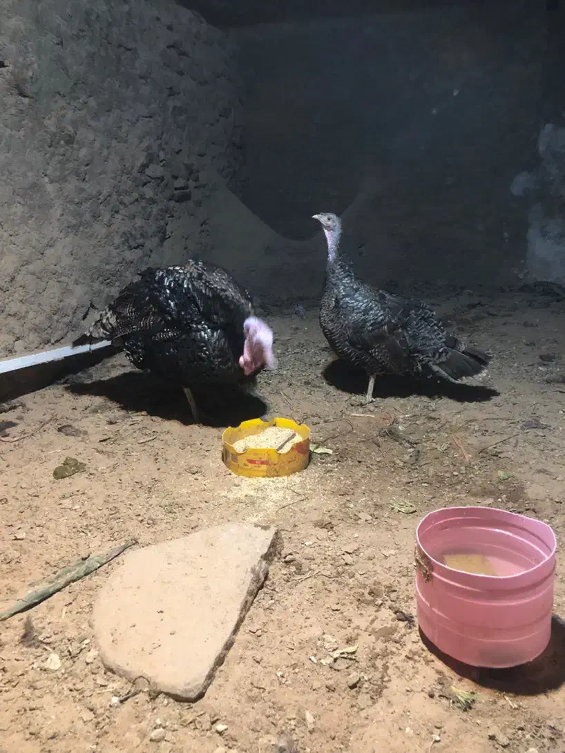 بوقلمون محلی|حیوانات مزرعه|همدان, |دیوار