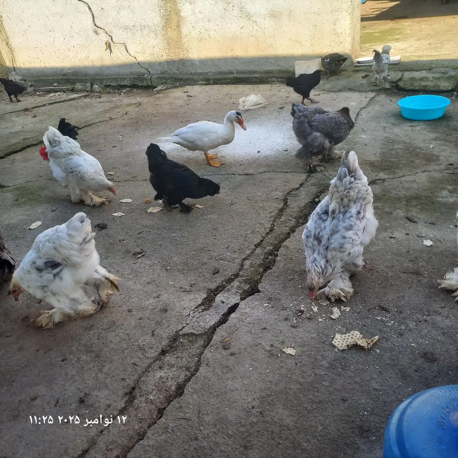 مرغ وخروس برهما|حیوانات مزرعه|احمدسرگوراب, |دیوار