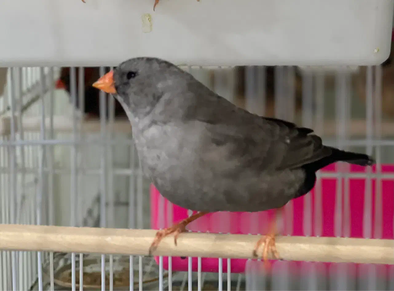 فنچ شارکول جوجه خط خونی انگلیسی|پرنده|مشهد, دانشجو|دیوار