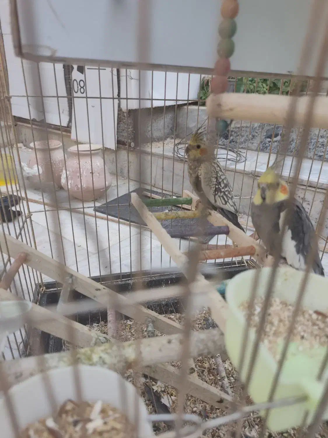 عروس هلندی  حراج|پرنده|سراوان, |دیوار