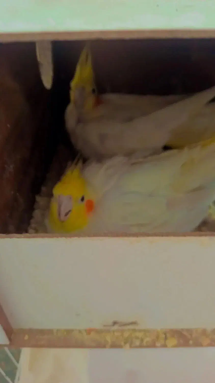 عروس هلندی لوتینو مولد  جفت با تخم|پرنده|مشهد, سیس‌آباد|دیوار