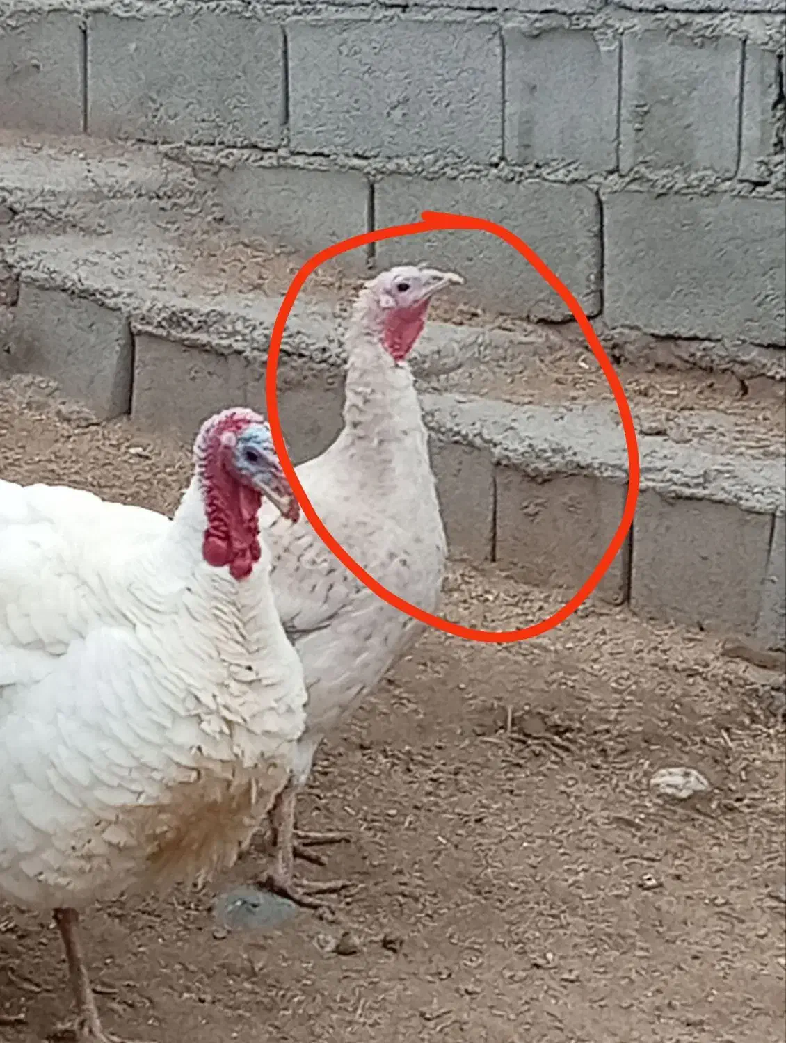 بوقلمون|حیوانات مزرعه|کنگاور, |دیوار