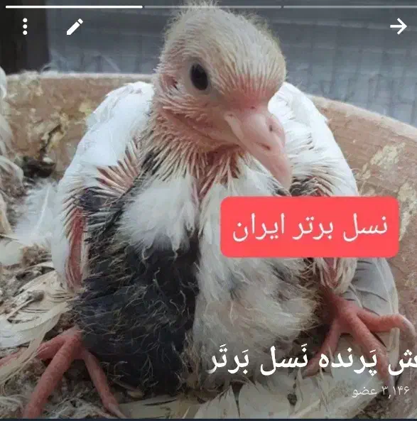 گروه طوقی‌بازان‌در روبیکا فعال با ۳هزار نفرعضو|پرنده|عنبرآباد, |دیوار