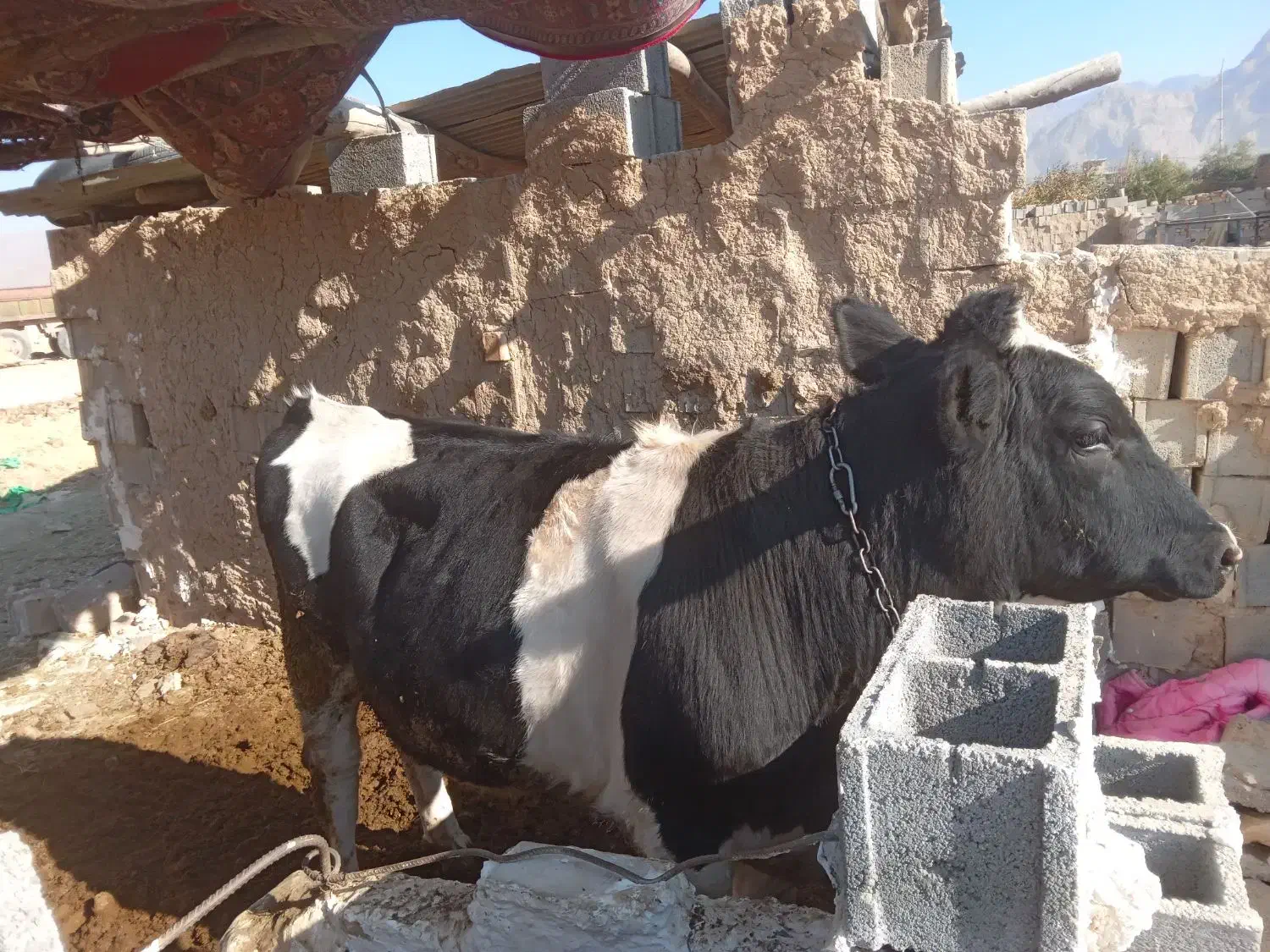 گوساله نر بیضا|حیوانات مزرعه|شیراز, گویم|دیوار