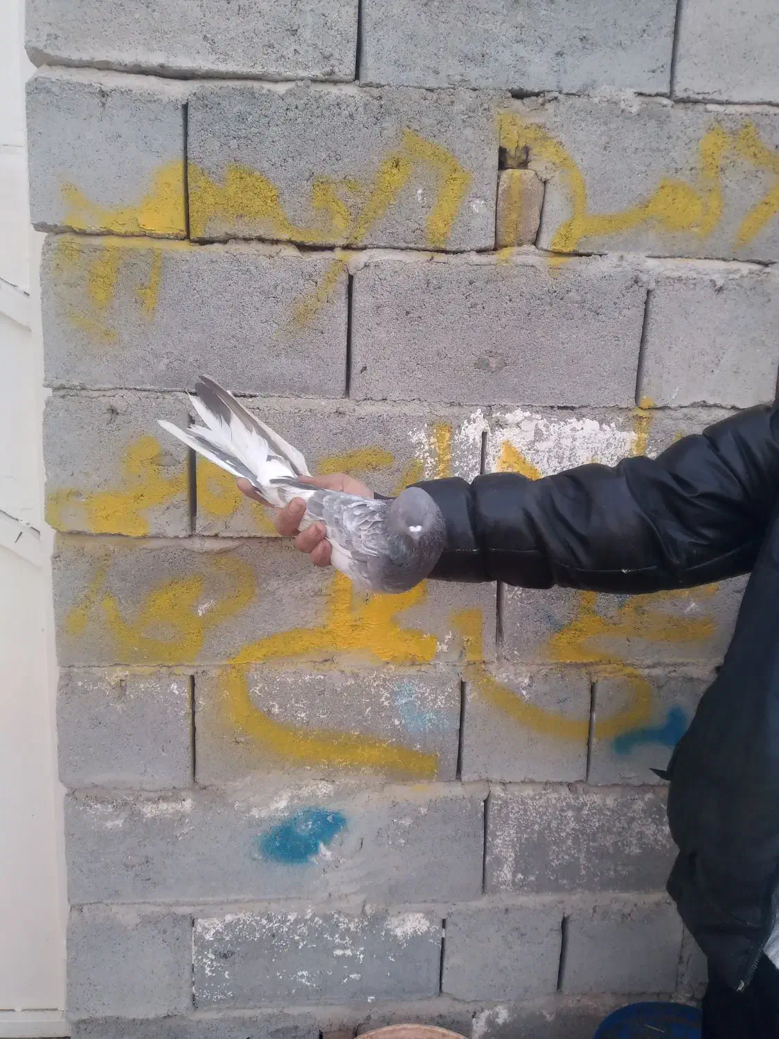 کفتر|پرنده|ملکان, |دیوار