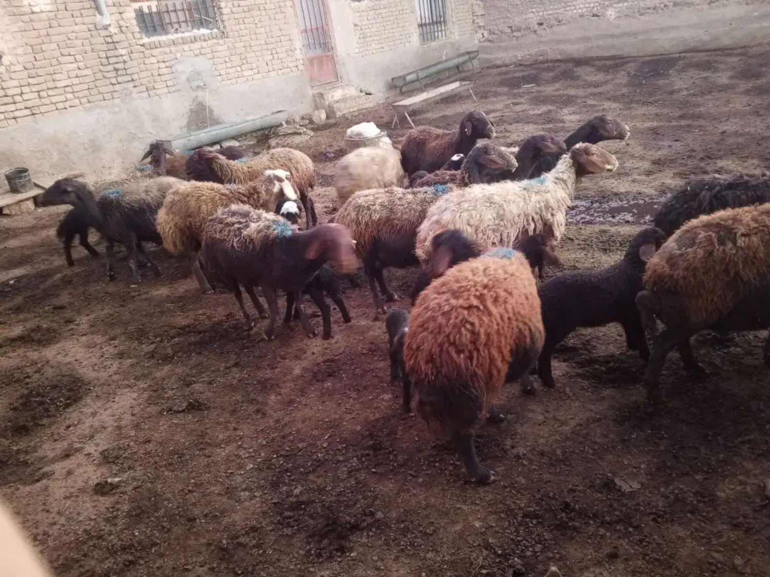 ۱۰راس میش افشاری بره دار|حیوانات مزرعه|قوچان, |دیوار