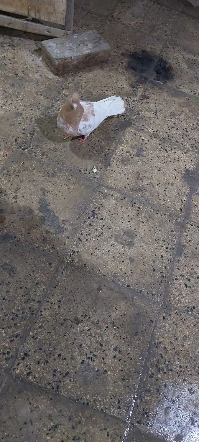 کله داروتیکه پاره|پرنده|رباط‌کریم, وهن آباد|دیوار