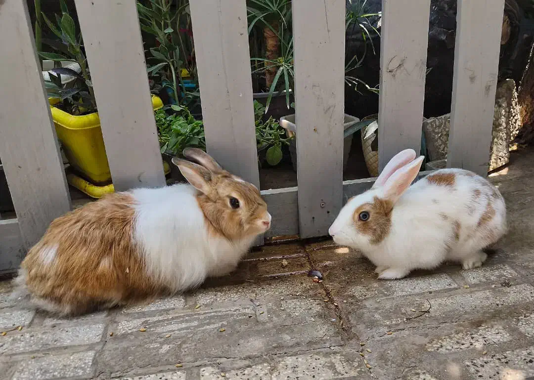 یک جفت خرگوش نر و ماده نژاد دار|موش و خرگوش|شیراز, اصلاحنژاد|دیوار