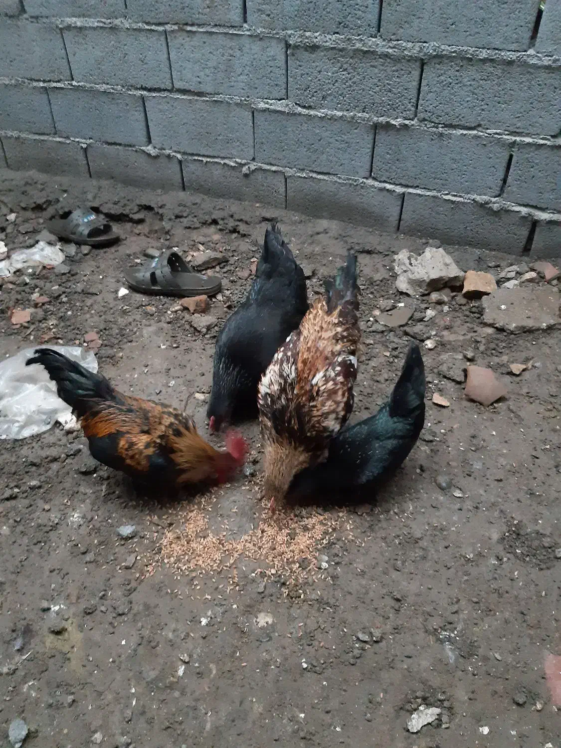 مرغ و خروس و جوجه|حیوانات مزرعه|گرگان, |دیوار