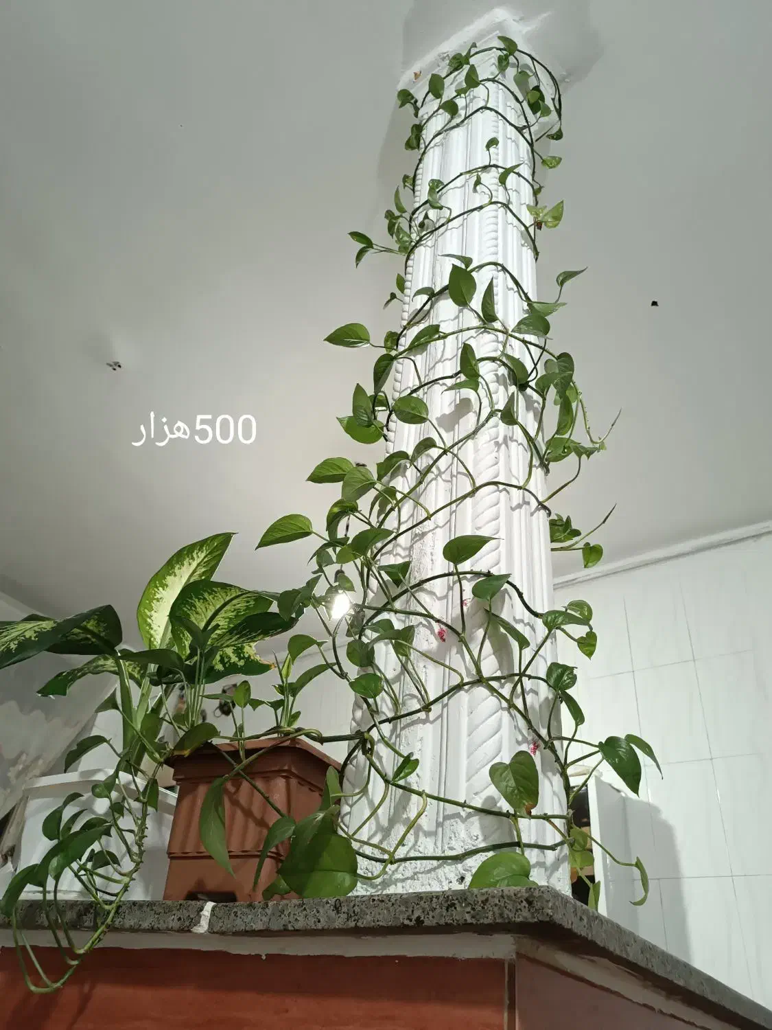 گل های طبیعی وسرحال|گل و گیاه طبیعی|کرمانشاه, |دیوار