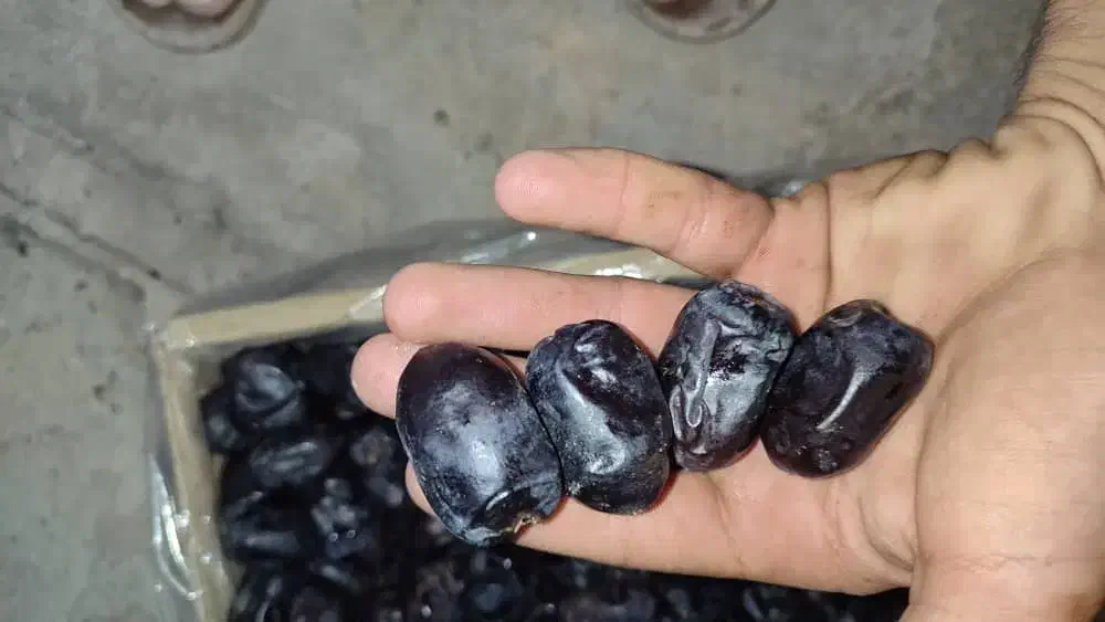 خرمابم|خوردنی و آشامیدنی|مشهد, مصلی (کارمندان اول)|دیوار