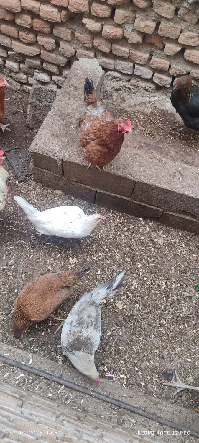 تعدادی بوقلموو مرغ خروس فروشی|حیوانات مزرعه|مزرعه کتول, |دیوار