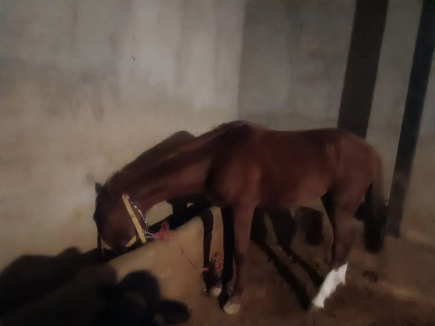 اسب|اسب و تجهیزات اسبسواری|زرین دشت (همدان), |دیوار