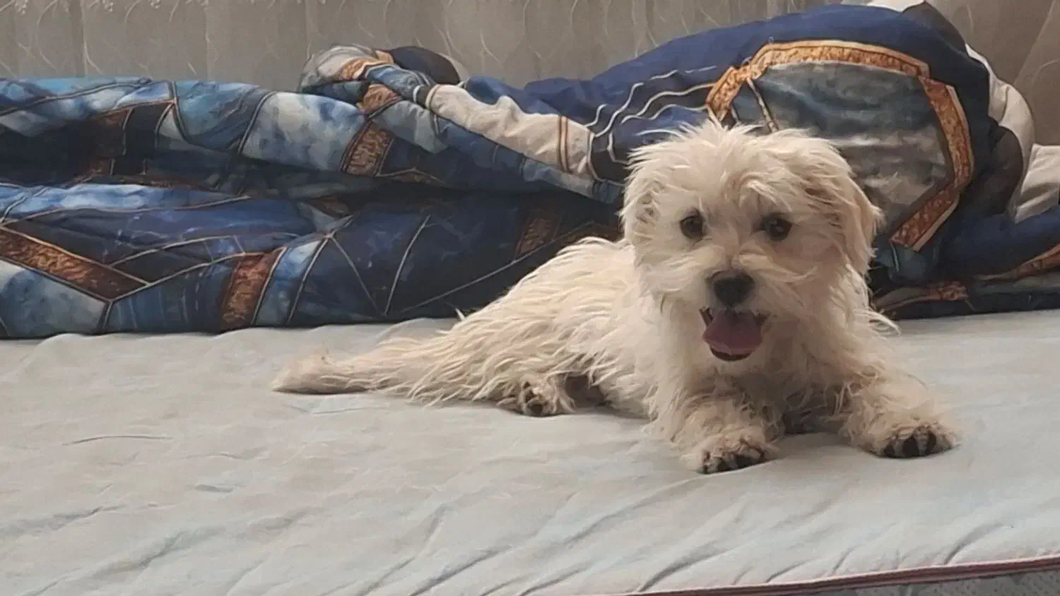 سگ بازیگوش|سگ|شاهرود, |دیوار