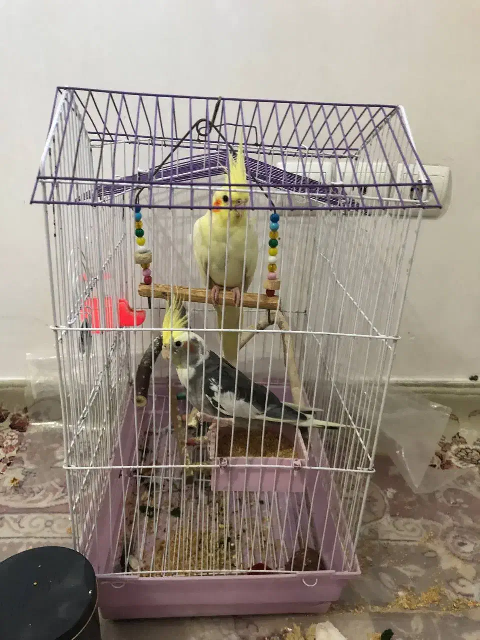 فروش عروس هلندی فوری|پرنده|سهند, |دیوار