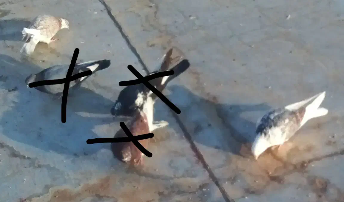 کفتر|پرنده|قرق, |دیوار