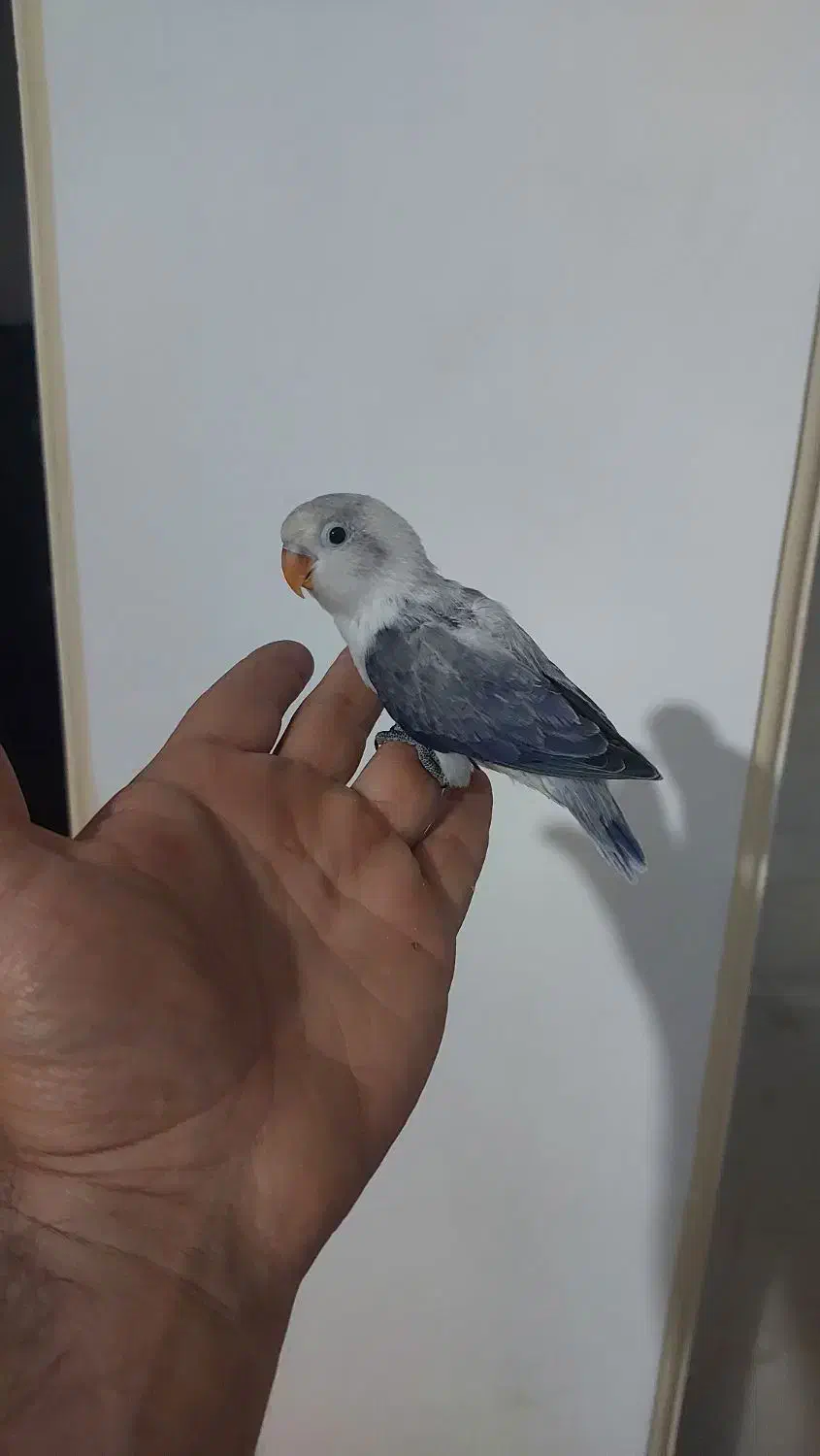 طوطی برزیلی یووینگ سرلاکی|پرنده|قدس, شهرقدس|دیوار