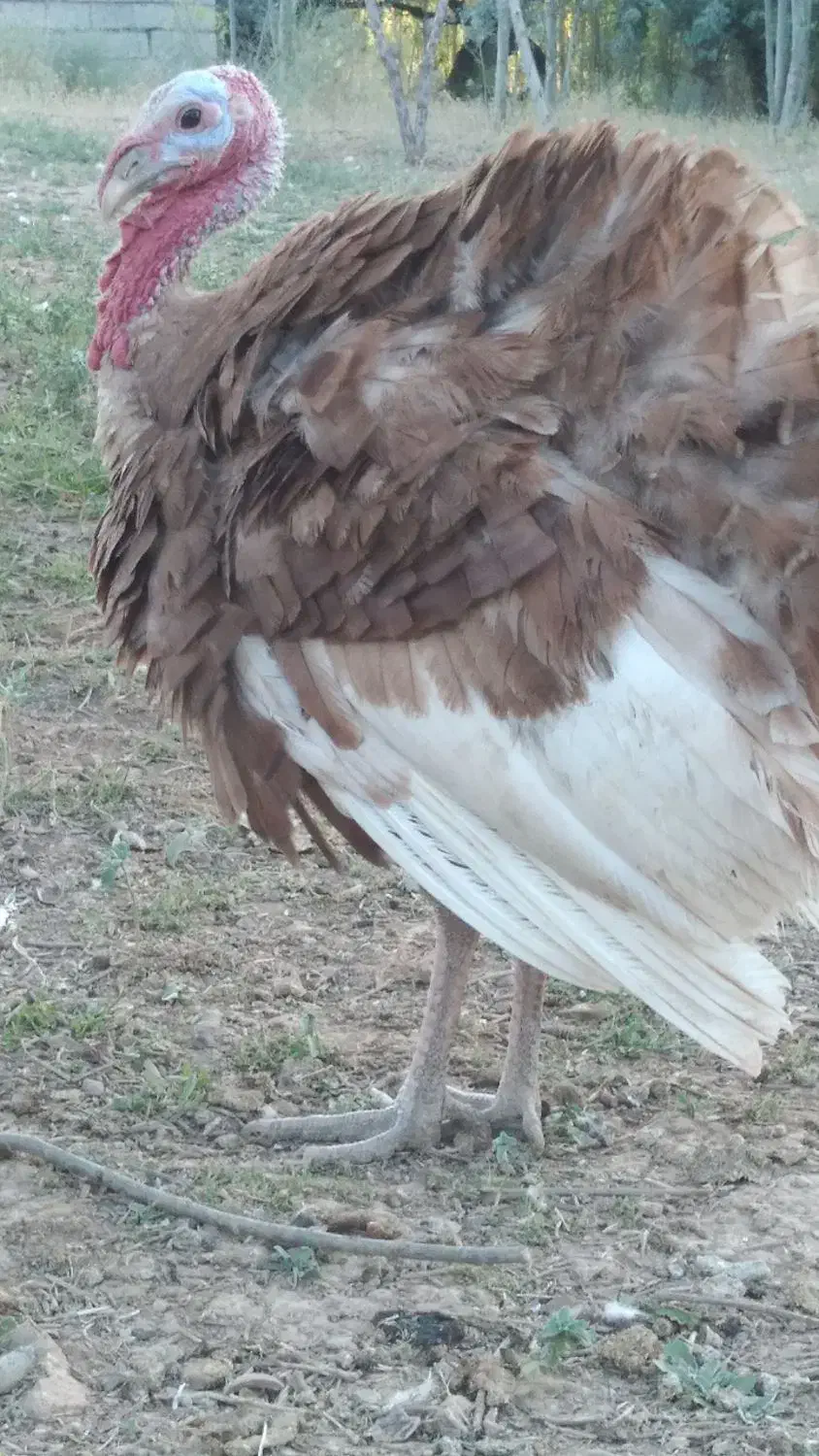 بوقلمون ارگانیک|حیوانات مزرعه|لاران, |دیوار