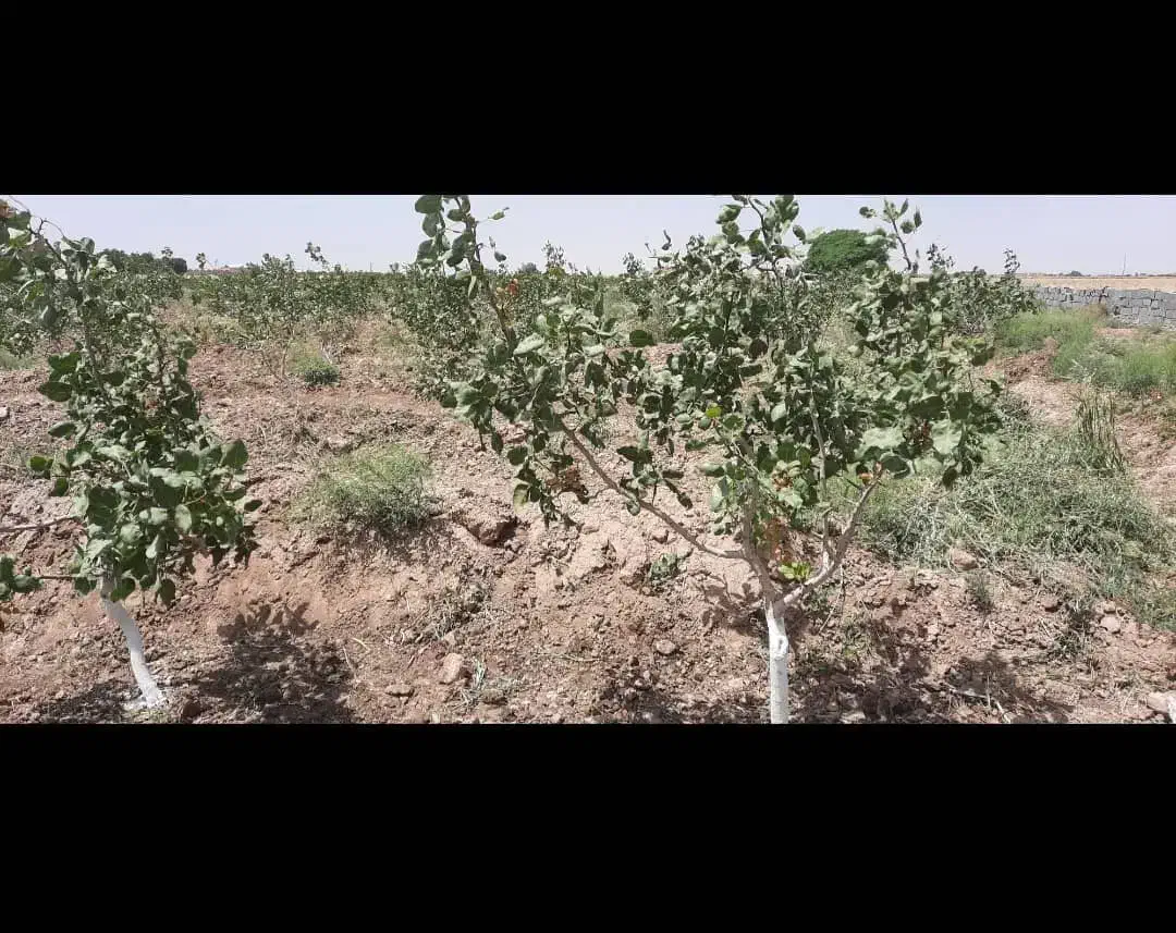 زمین 45هکتار همراه چاه|اجارهٔ دفتر صنعتی، کشاورزی، تجاری|جوادآباد, |دیوار