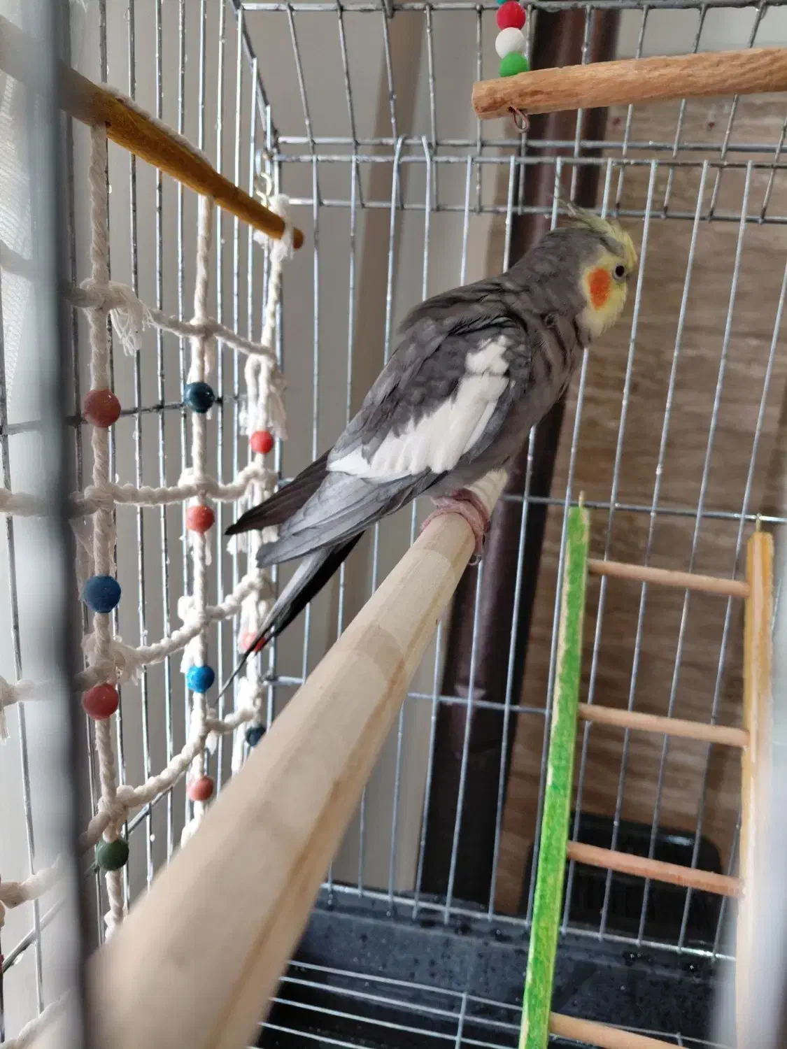 عروس هلندی سخنگو|پرنده|ارومیه, |دیوار