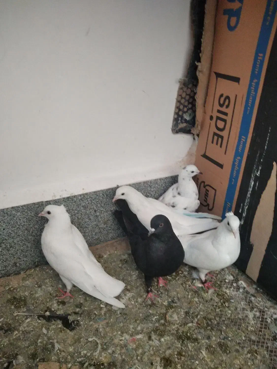 کبوتر|پرنده|نقده, |دیوار