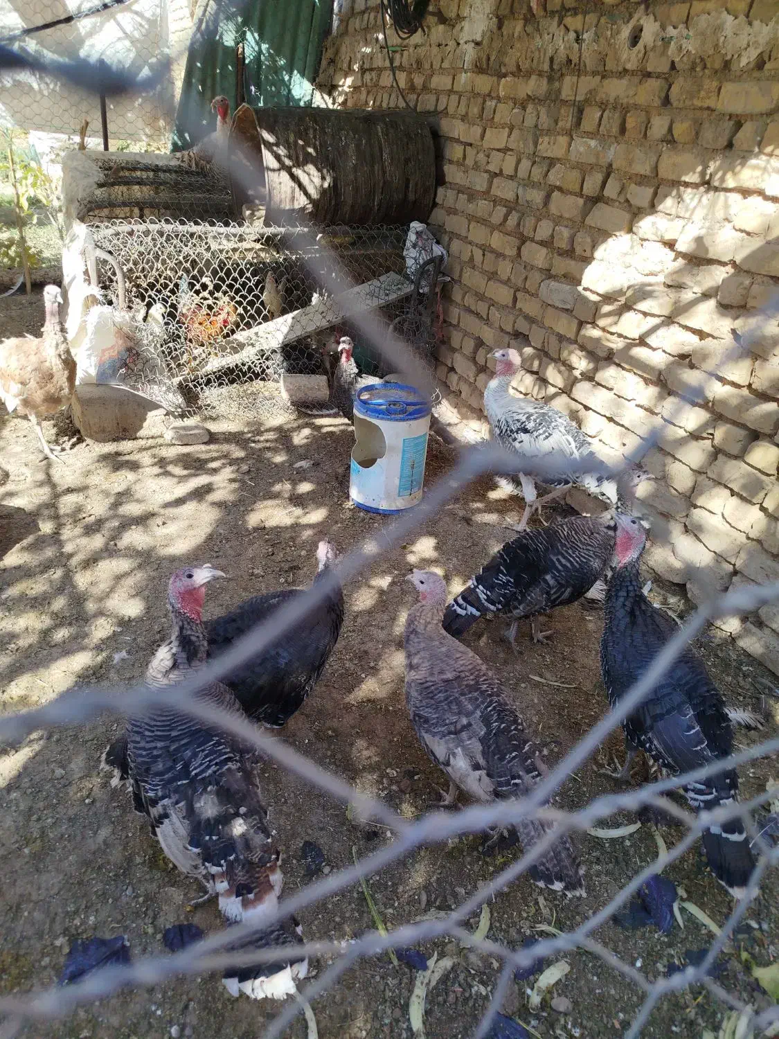 بوقلمون نر و ماده|حیوانات مزرعه|مرودشت, نقش رستم|دیوار