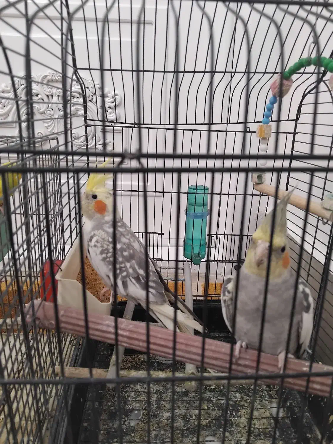 عروس هلندی نیم اهلی سخنگو|پرنده|مراغه, |دیوار